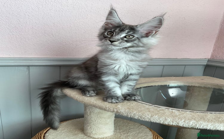 Maine Coon cats - Advert 4
