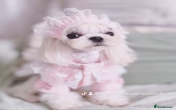 Maltipoo dogs for sale: ✨Luxury Teddy Face Korean/Asian Maltipoo Babies✨ - Image 4