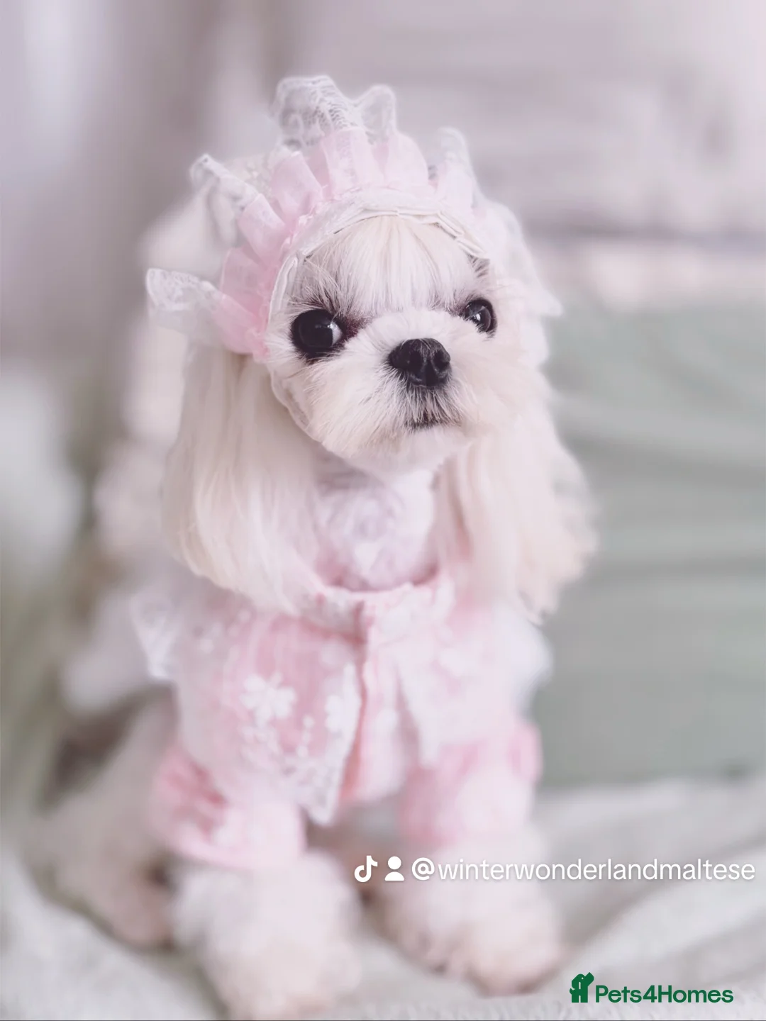 Maltipoo dogs for sale: ✨Rare Top Quality Tiny Asian F1 Maltipoo✨ - Advert 6