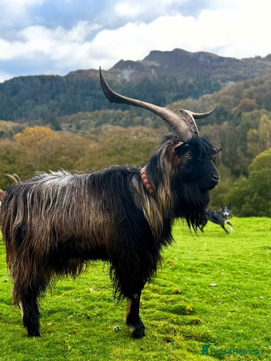 Goats livestock for sale: Exceptional proven old English Billy  - Advert 1