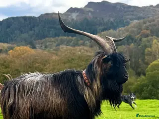 Goats livestock Exceptional proven old English Billy - Advert 1