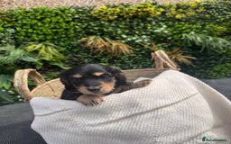 Miniature Dachshund dogs for sale: *Last 1 left* KC long haired mini dachshunds - Image 8