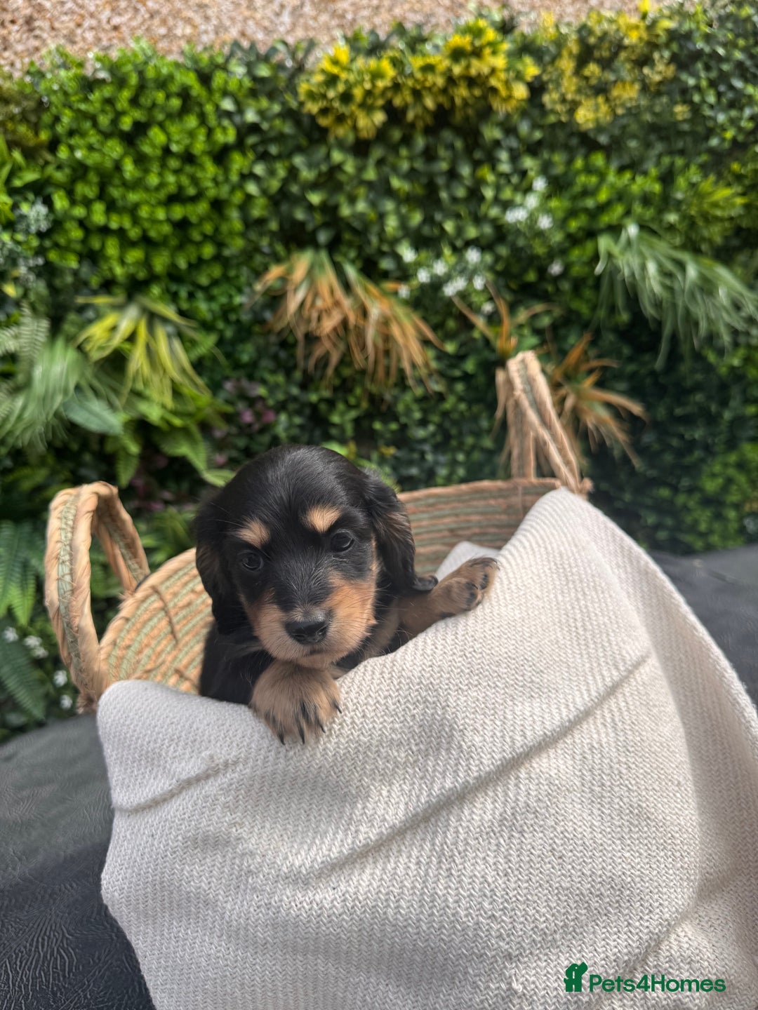 Miniature Dachshund dogs for sale: *Last 1 left* KC long haired mini dachshunds - Image 8