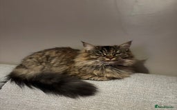 Siberian cats for sale: Siberian x kittens  - Image 14