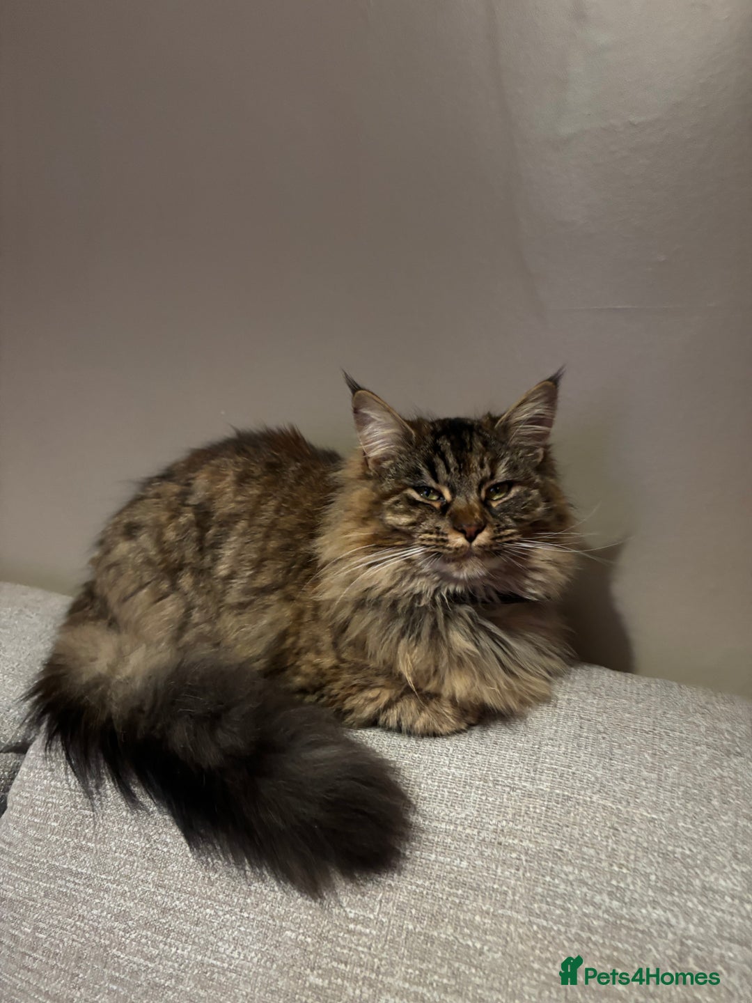 Siberian cats for sale: Siberian x kittens  - Image 14