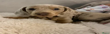 Dachshund 1