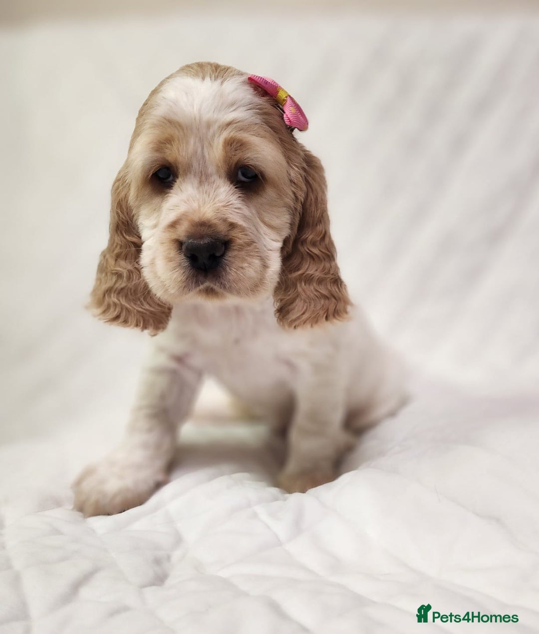 Cocker Spaniel dogs for sale: Show type unique markings cocker spaniel puppies  - Advert 30