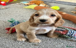 Cocker Spaniel dogs for sale: Beautiful gold cocker puppies - Image 22