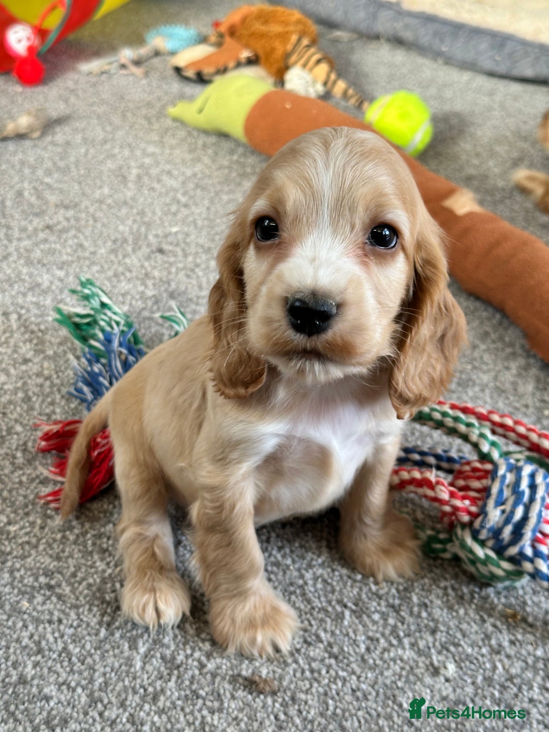 Cocker Spaniel dogs for sale: Beautiful gold cocker puppies - Image 22