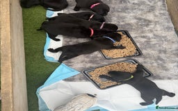Labrador Retriever dogs for sale: Black labradors  - Image 16