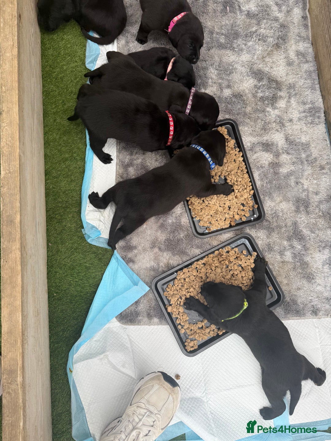 Labrador Retriever dogs for sale: Black labradors  - Image 16