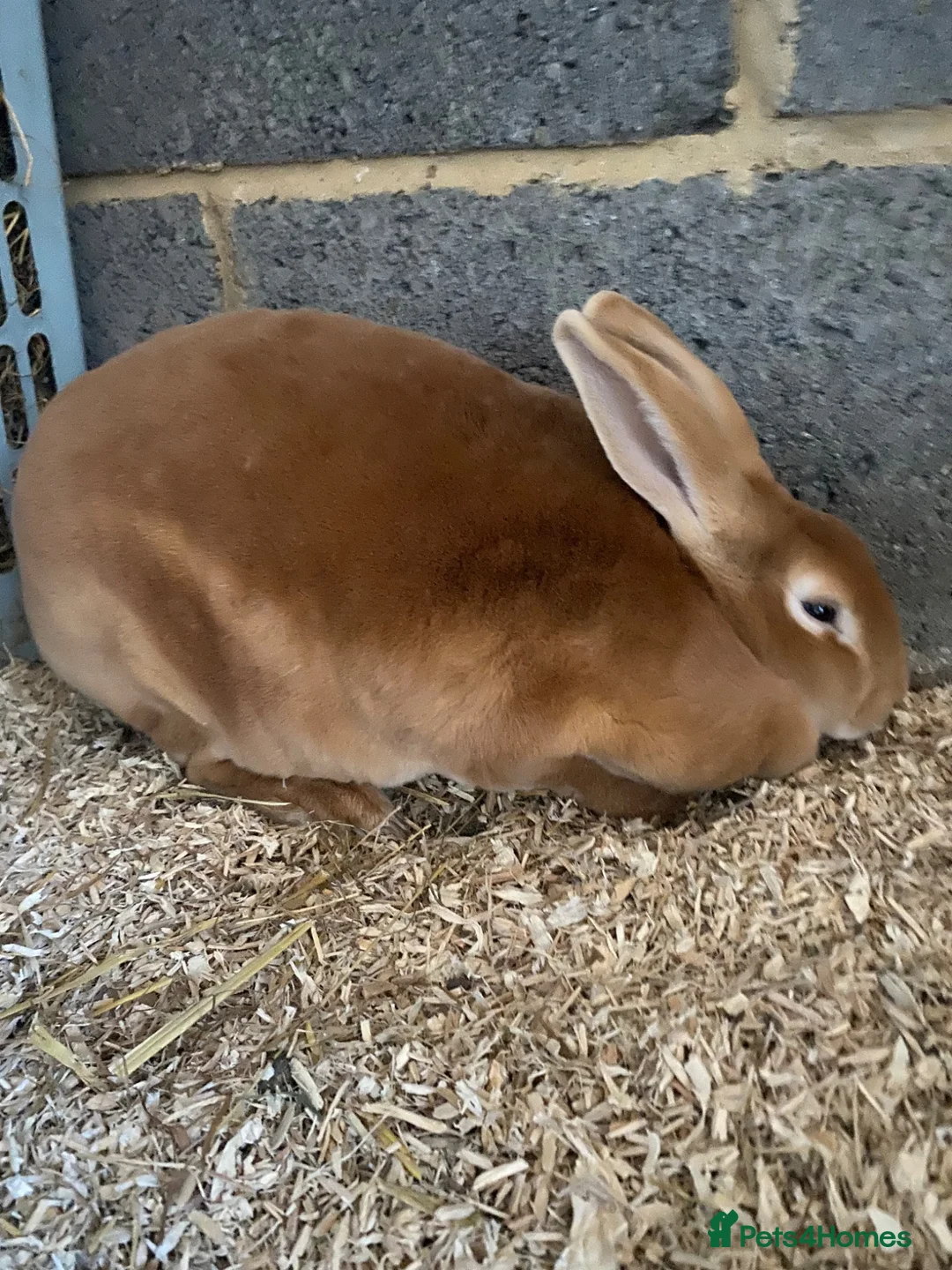 Rex rabbits for sale: 3 year old Orange Standard Rex Doe  - Advert 7