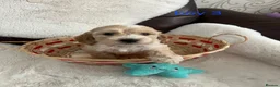 Cockapoo dogs for sale: cockapoos - Advert 8