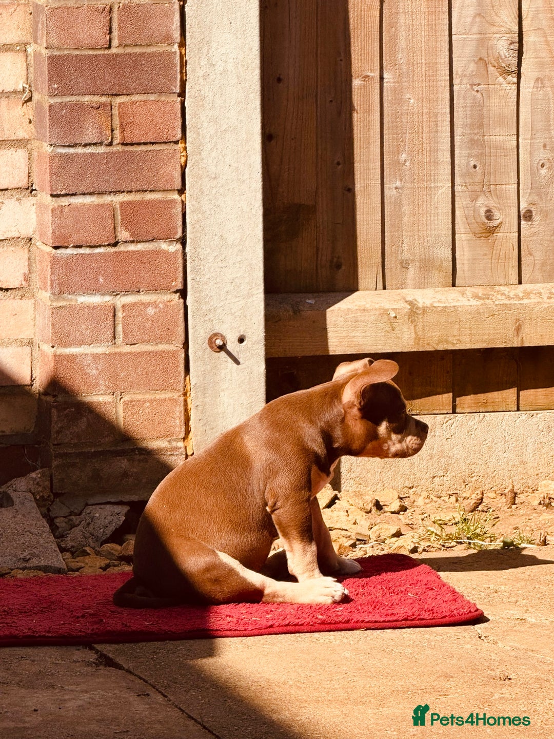 American Bully dogs for sale: American Bully Pocket extreme  - Image 8