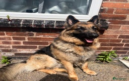 German Shepherd dogs for sale: German Shepherd Male  - Image 2