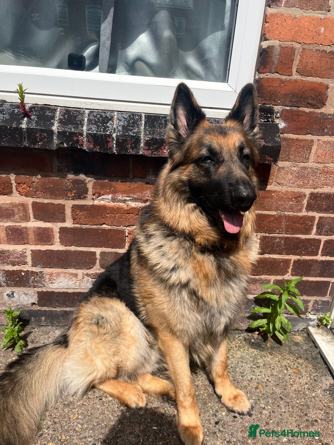 German Shepherd dogs for sale: German Shepherd Male  - Image 2