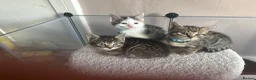Bengal cats for sale: Bengal X kittens - Advert 10