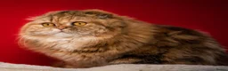 Scottish Fold cats for sale: Beautiful show quality scottish fold boys - Advert 2