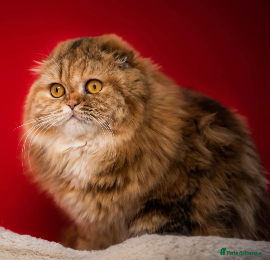 Scottish Fold cats for sale: Beautiful show quality scottish fold boys - Advert 2