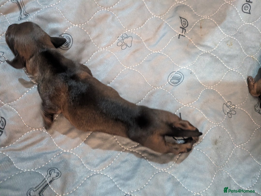 Dachshund dogs for sale: Dachshund puppies  - Advert 16