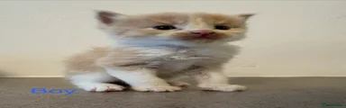 Ragdoll 2