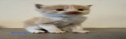 Ragdoll cats for sale: Seven Beautiful Ragdoll Kittens - Advert 19