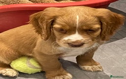 Cocker Spaniel dogs for sale: Working cocker spaniels puppies kc reg - Image 24