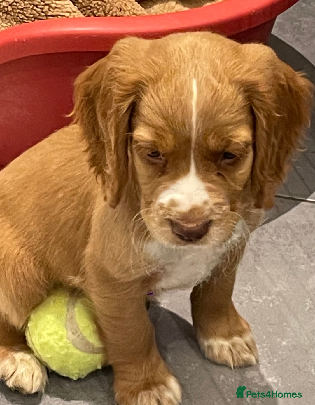 Cocker Spaniel dogs for sale: Working cocker spaniels puppies kc reg - Image 24