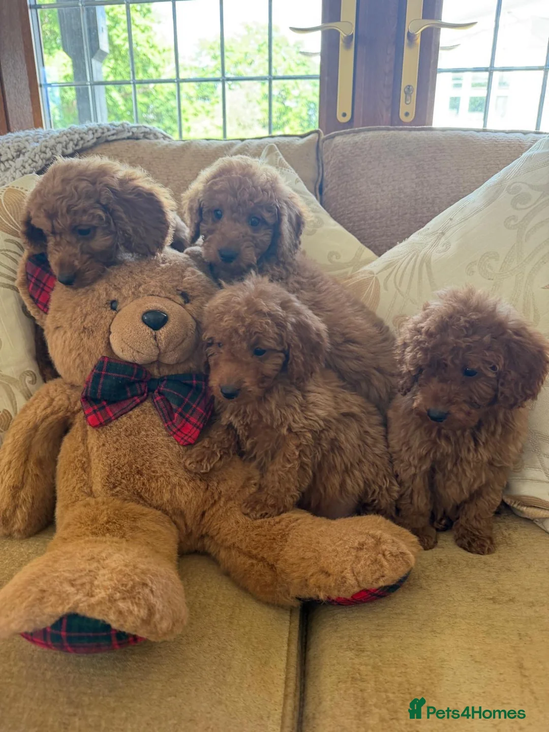 Cockapoo dogs for sale: LICENSED BREEDER HEALTH TESTED COCKAPOOS - Advert 1