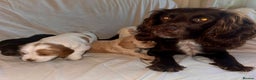 Sprocker dogs for sale: Sprocker spaniel puppies  - Advert 8
