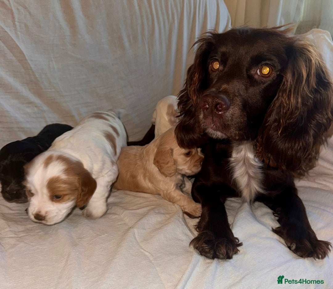 Sprocker dogs for sale: Sprocker spaniel puppies  - Advert 8