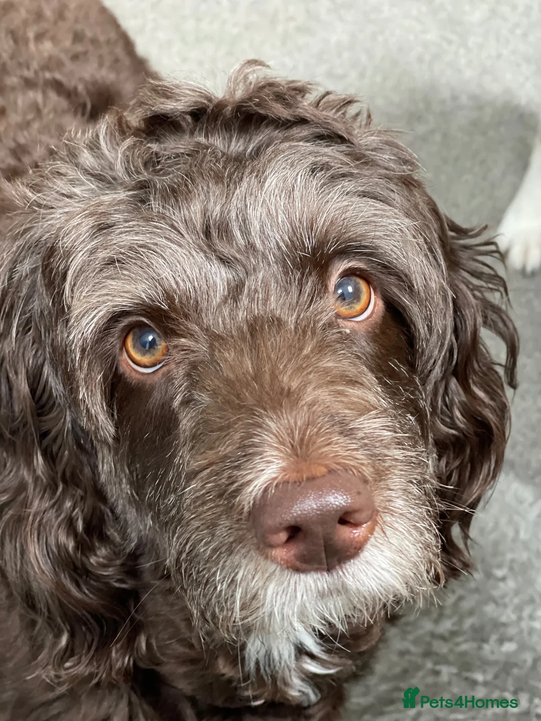 Labradoodle dogs for sale: ⭐️ F1b Miniature Labradoodles⭐️ - Advert 7