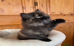 British Longhair cats for sale: Champion line kittens with excellent pedigrees - Image 20