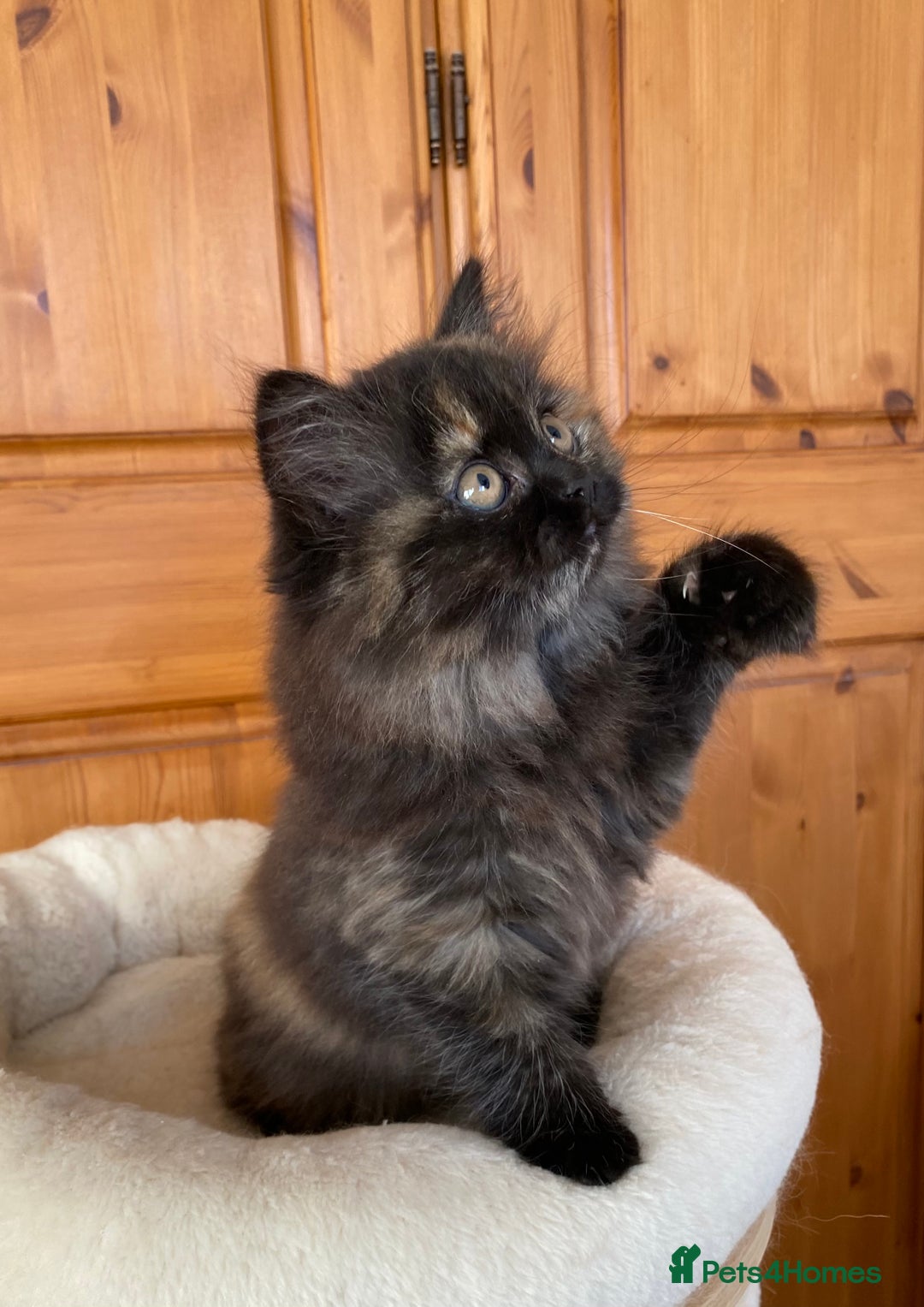 British Longhair cats for sale: Champion line kittens with excellent pedigrees - Image 20