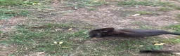 Domestic Shorthair cats for sale: 4 beautiful kittens is ready to go  - Advert 10