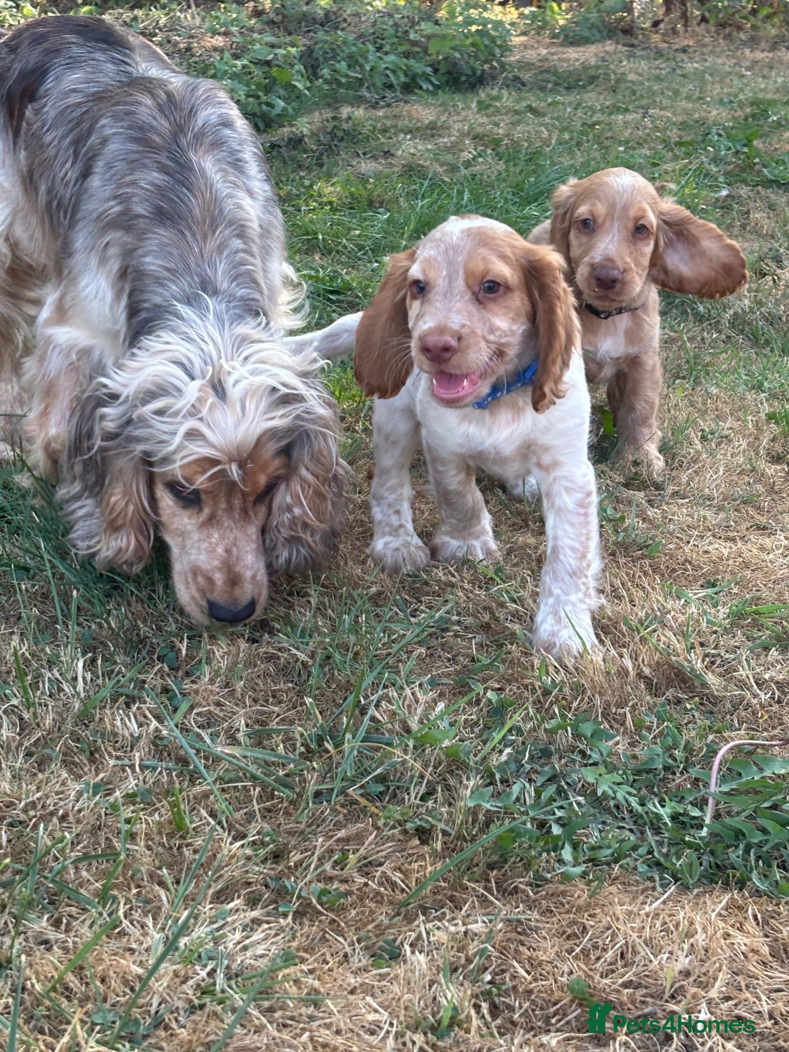 Cocker Spaniel dogs Stunning KC Registered Cocker Spaniel Puppies - Advert 2