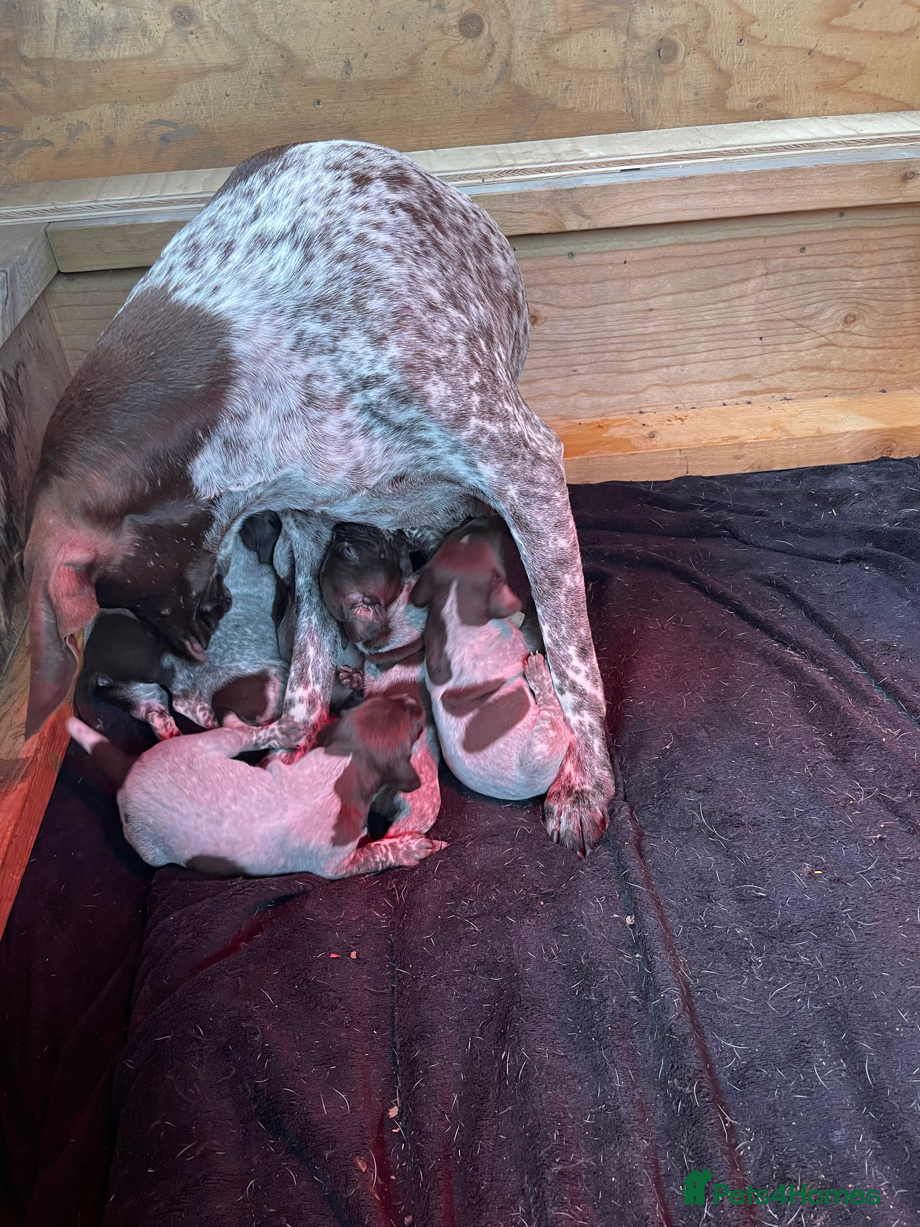 German Shorthaired Pointer dogs German Shorthaired pointer - Advert 2