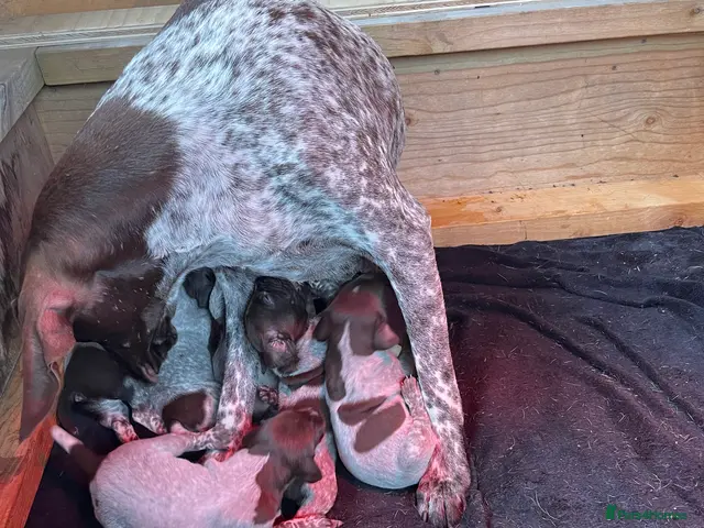 German Shorthaired Pointer dogs for sale: German Shorthaired pointer - Advert 2
