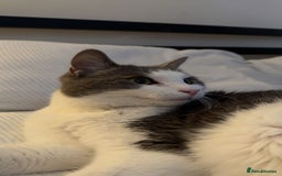 Domestic Shorthair cats for sale: Gorgeous boy for rehoming - Image 2