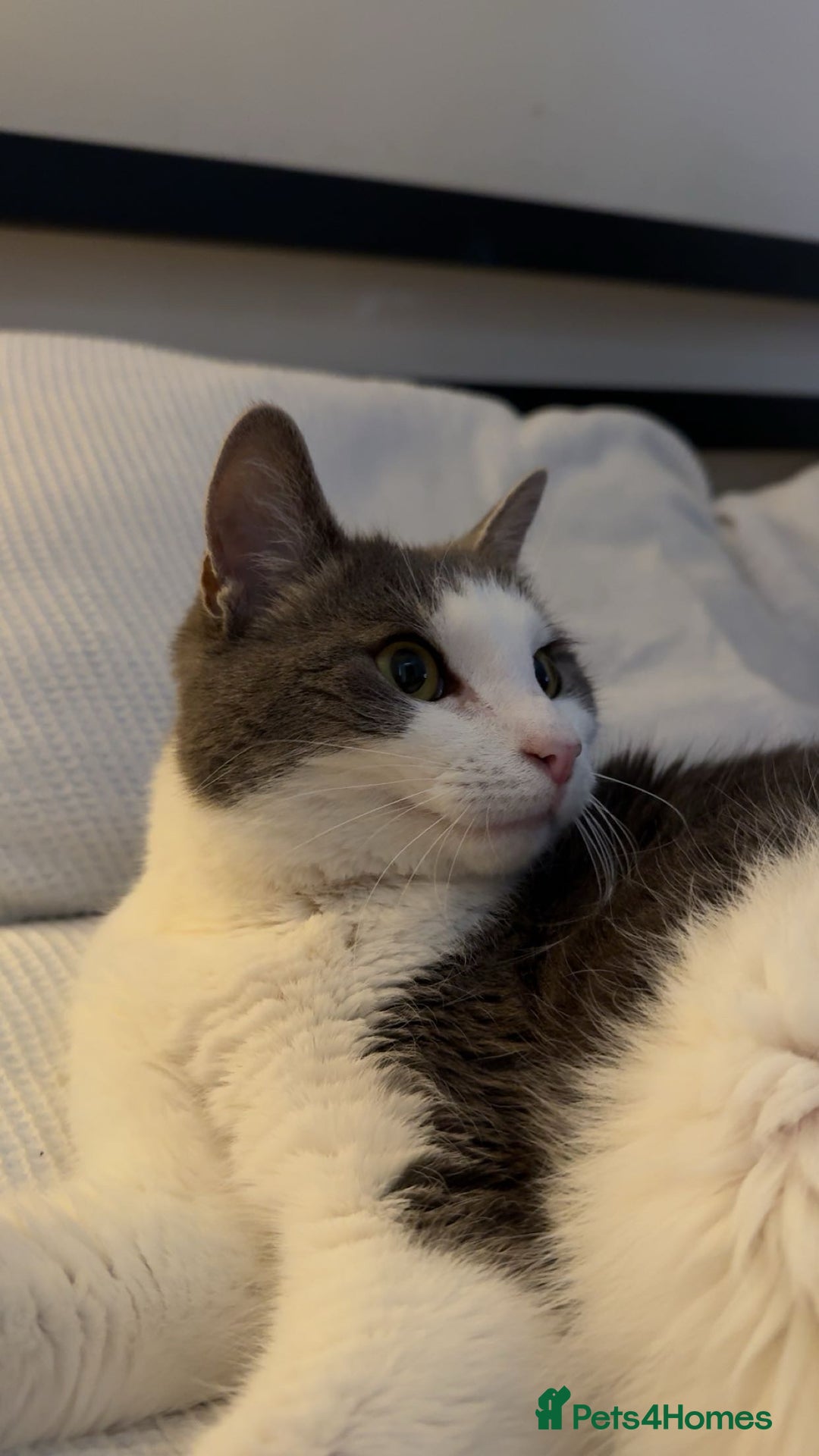 Domestic Shorthair cats for sale: Gorgeous boy for rehoming - Image 2