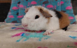Guinea Pig rodents for sale: Pair of baby merino/teddy boars/brothers RTR - Image 5