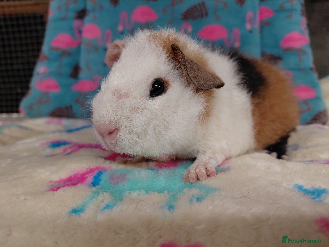 Guinea Pig rodents for sale: Pair of baby merino/teddy boars/brothers RTR - Image 5