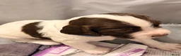 English Springer Spaniel dogs for sale: Liver and White Springer Spaniel Puppies  in South Shields - Advert 4