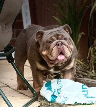 English Bulldog dogs Stunning kc reg full suit lilac bulldog stud dog - Advert 4