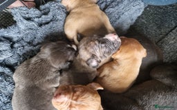 Mixed Breed dogs for sale: Presa/American Johnson bulldog - Image 2