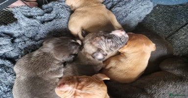 Mixed Breed dogs - Advert 5
