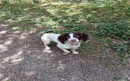 English Springer Spaniel dogs for stud: Liver and white working springer spaniel  - Image 3