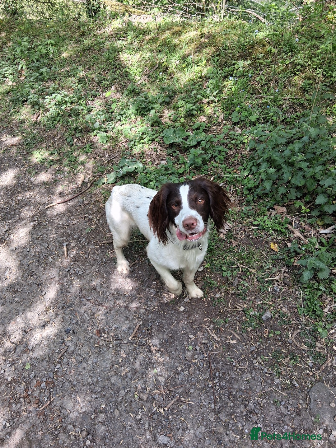 English Springer Spaniel dogs for stud: Liver and white working springer spaniel  - Image 3