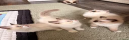 Ragdoll cats for sale: Last remaining Female Ragdoll GCCF Kitten - Advert 8