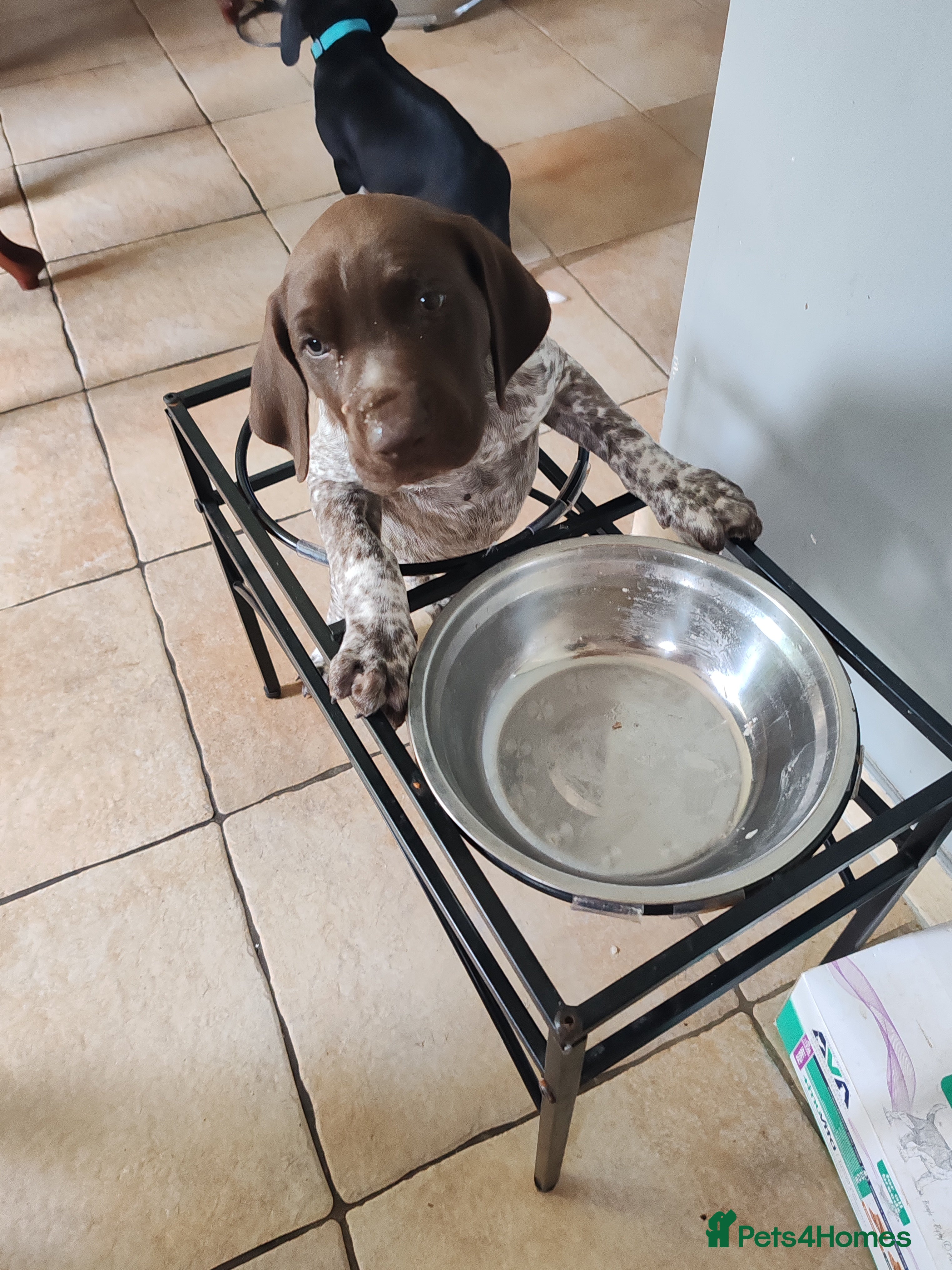 German Shorthaired Pointer dogs ❤️🐾 GORGEOUS GERMAN SHORTHAIRED POINTER PUPPIES - Advert 2